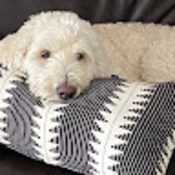 Meet your Posher, Ava - Picture 1 of 1